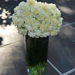 Fragrant Narcissus